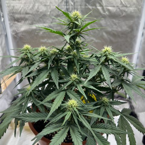 Northern Lights Automatic growlog timeline photo