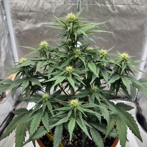 Northern Lights Automatic growlog timeline photo