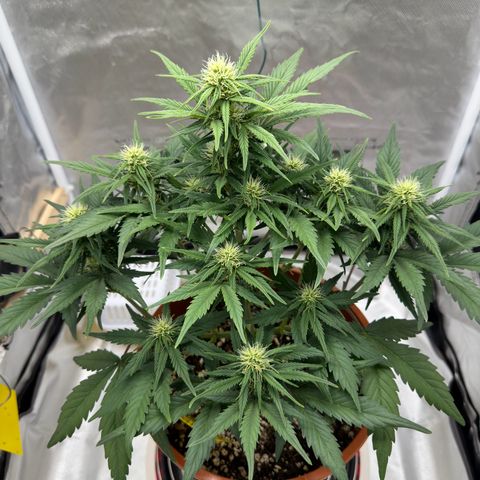 Northern Lights Automatic growlog timeline photo