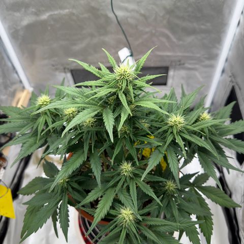 Northern Lights Automatic growlog timeline photo