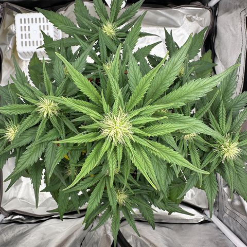 Northern Lights Automatic growlog timeline photo