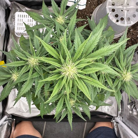 Northern Lights Automatic growlog timeline photo