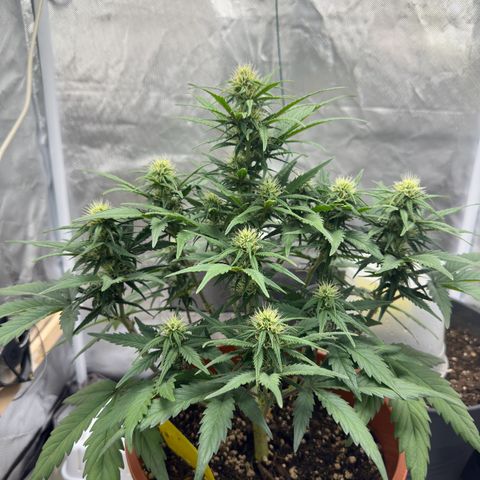 Northern Lights Automatic growlog timeline photo