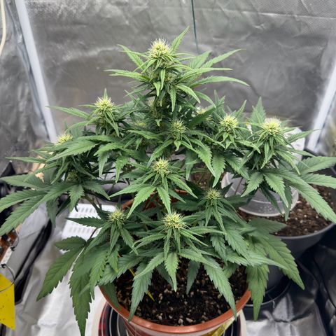 Northern Lights Automatic growlog timeline photo