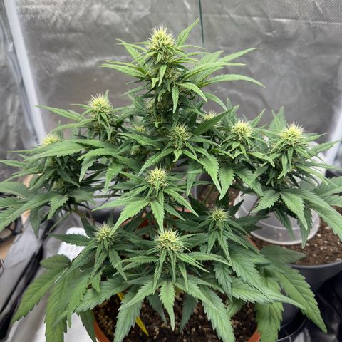 Northern Lights Automatic growlog timeline photo