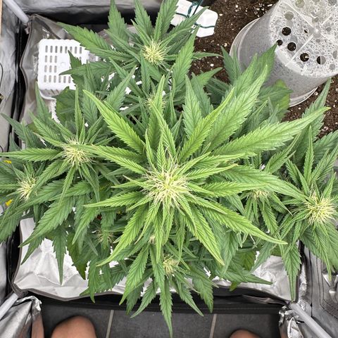 Northern Lights Automatic growlog timeline photo