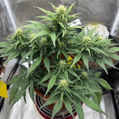 Northern Lights Automatic growlog timeline photo