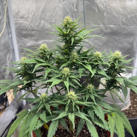 Northern Lights Automatic growlog timeline photo