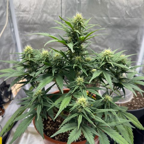 Northern Lights Automatic growlog timeline photo