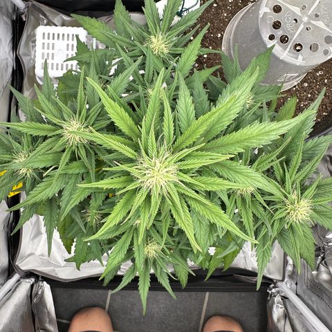Northern Lights Automatic growlog timeline photo