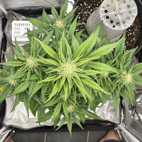 Northern Lights Automatic growlog timeline photo