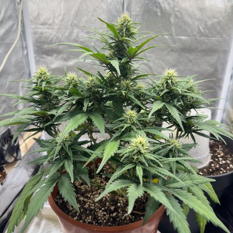 Northern Lights Automatic growlog timeline photo