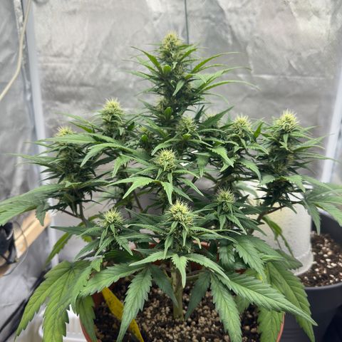 Northern Lights Automatic growlog timeline photo