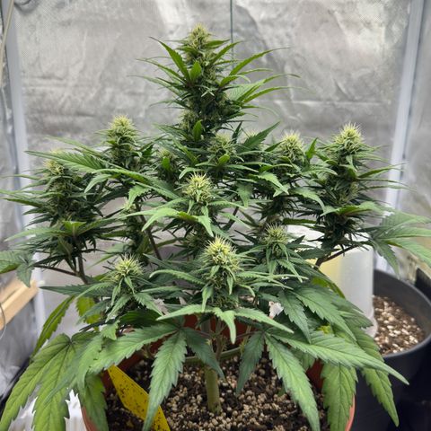 Northern Lights Automatic growlog timeline photo