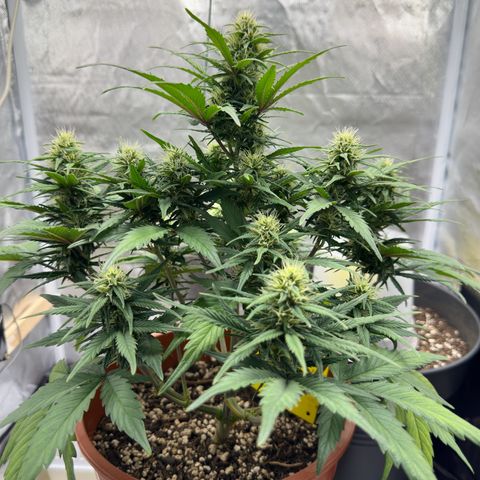Northern Lights Automatic growlog timeline photo