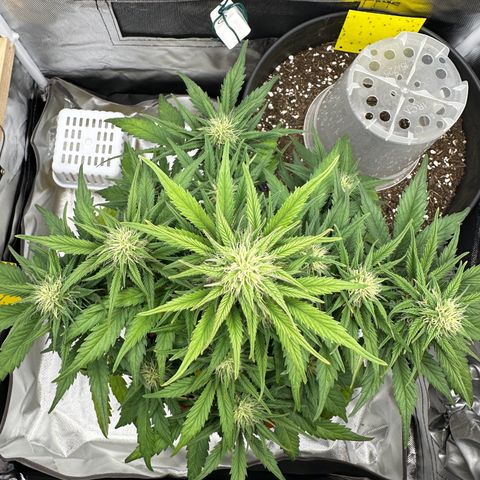 Northern Lights Automatic growlog timeline photo