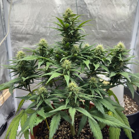 Northern Lights Automatic growlog timeline photo
