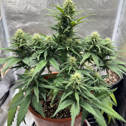 Northern Lights Automatic growlog timeline photo