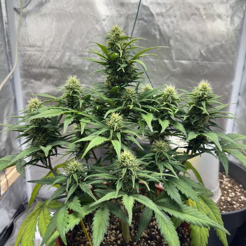 Northern Lights Automatic growlog timeline photo