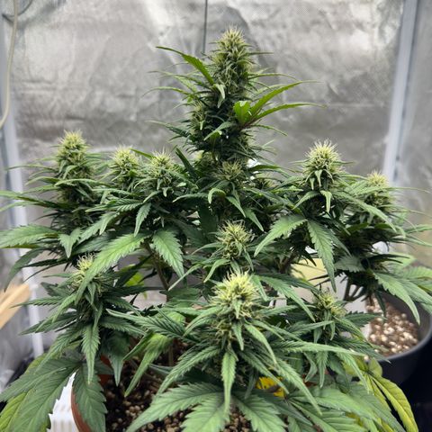 Northern Lights Automatic growlog timeline photo