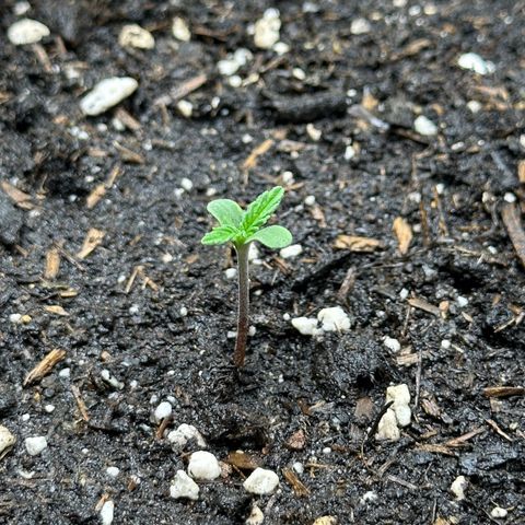 Cookie #2 growlog timeline photo