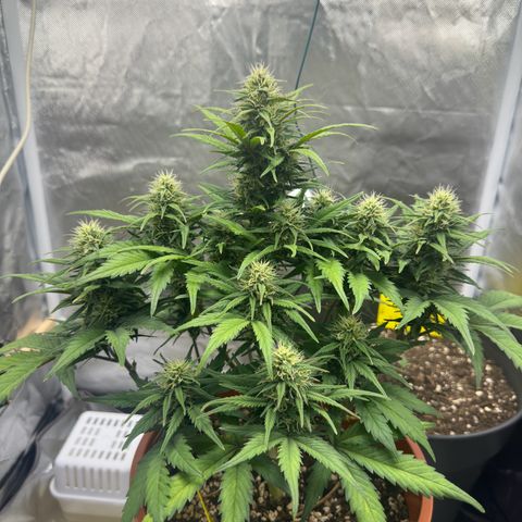 Northern Lights Automatic growlog timeline photo