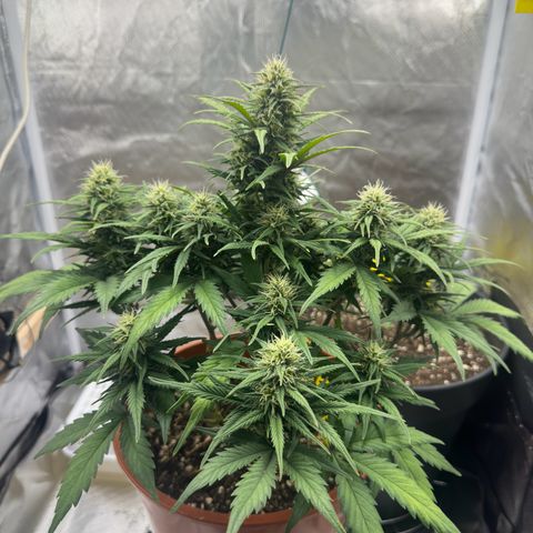 Northern Lights Automatic growlog timeline photo