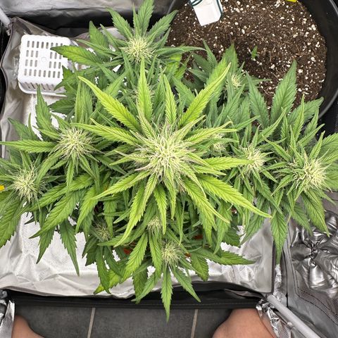 Northern Lights Automatic growlog timeline photo