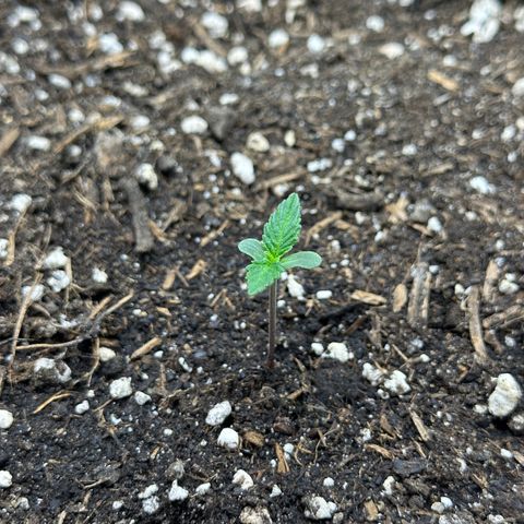 Cookie #2 growlog timeline photo