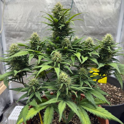 Northern Lights Automatic growlog timeline photo