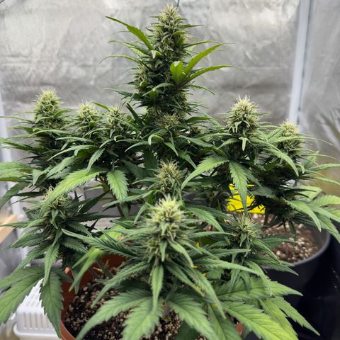 Northern Lights Automatic growlog timeline photo