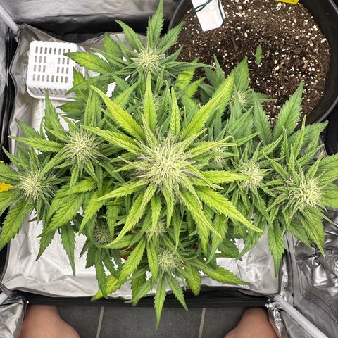 Northern Lights Automatic growlog timeline photo