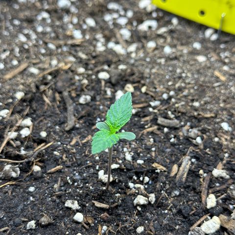 Cookie #2 growlog timeline photo