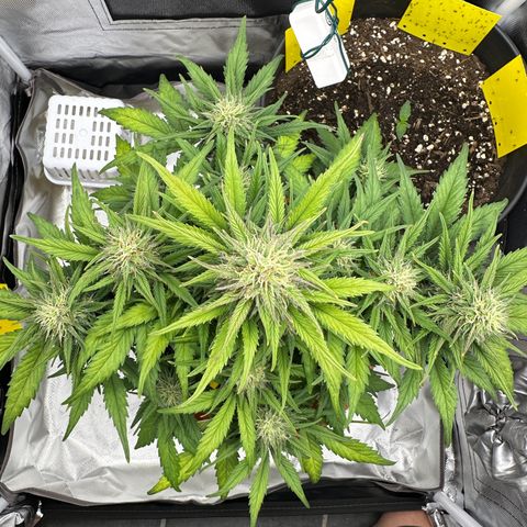 Northern Lights Automatic growlog timeline photo