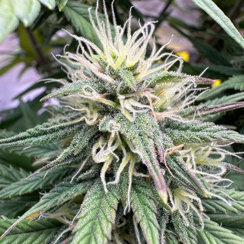 Northern Lights Automatic growlog timeline photo