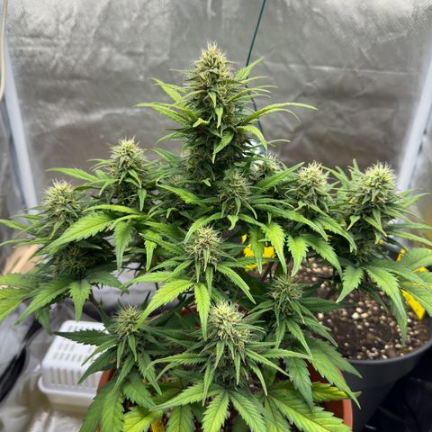 Northern Lights Automatic growlog timeline photo