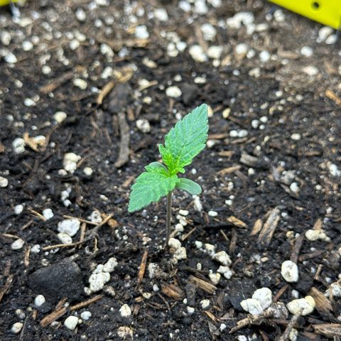 Cookie #2 growlog timeline photo