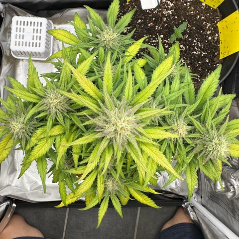 Northern Lights Automatic growlog timeline photo
