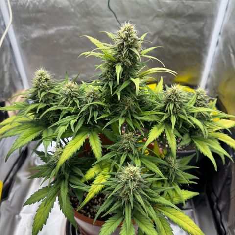 Northern Lights Automatic growlog timeline photo