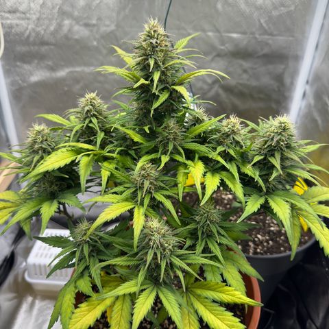 Northern Lights Automatic growlog timeline photo