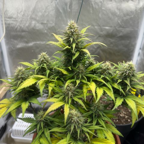 Northern Lights Automatic growlog timeline photo