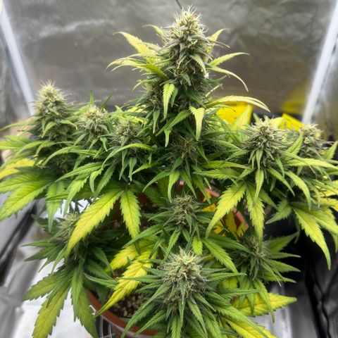 Northern Lights Automatic growlog timeline photo