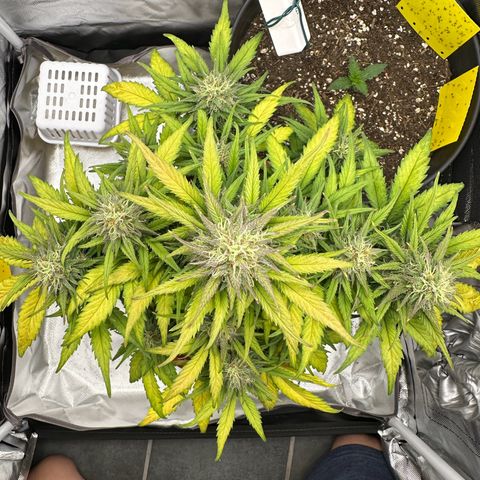 Northern Lights Automatic growlog timeline photo