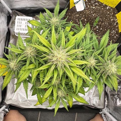 Northern Lights Automatic growlog timeline photo