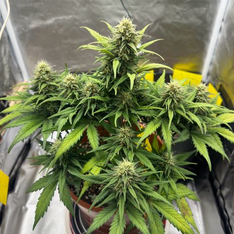 Northern Lights Automatic growlog timeline photo