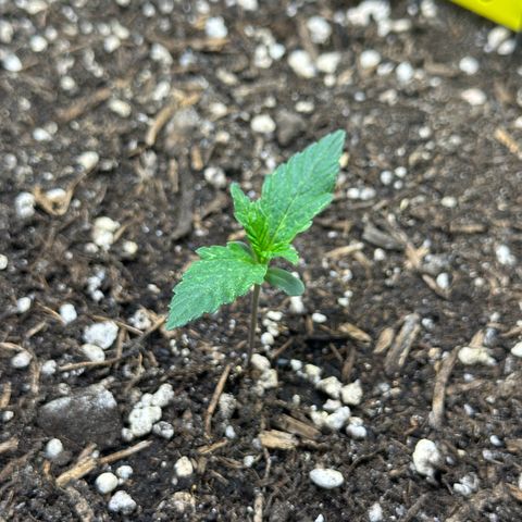 Cookie #2 growlog timeline photo