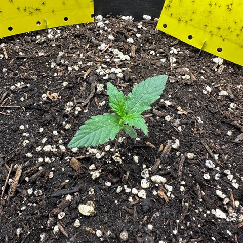Cookie #2 growlog timeline photo