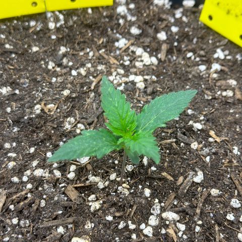 Cookie #2 growlog timeline photo