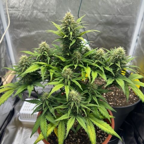 Northern Lights Automatic growlog timeline photo