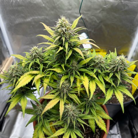 Northern Lights Automatic growlog timeline photo